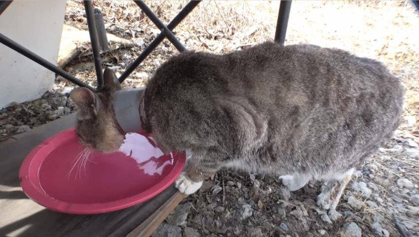 因为|霸道狸花猫被管子卡住脖子,4年来反被同类欺负,顿顿只能吃剩食