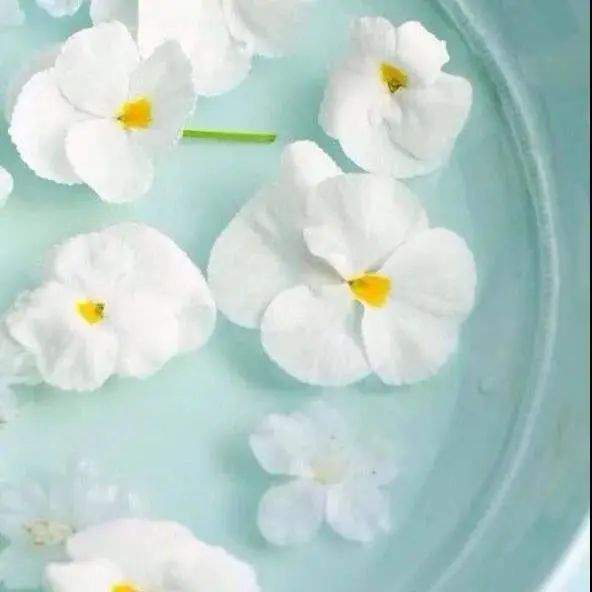 治愈|蝴蝶堂 | 爱亦心伊:闯入一场薄荷绿的白日梦境