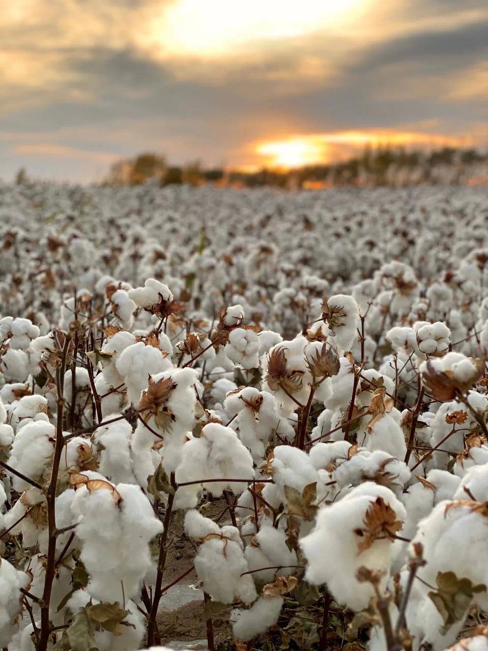 新疆棉花的6个事实 新疆棉花禁令影响