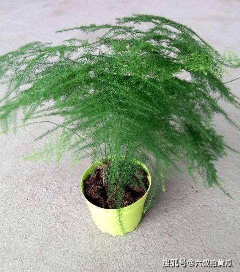 怎么养花草长得更茂盛 d26608fff11d4b699829c9679a486ff5.jpeg