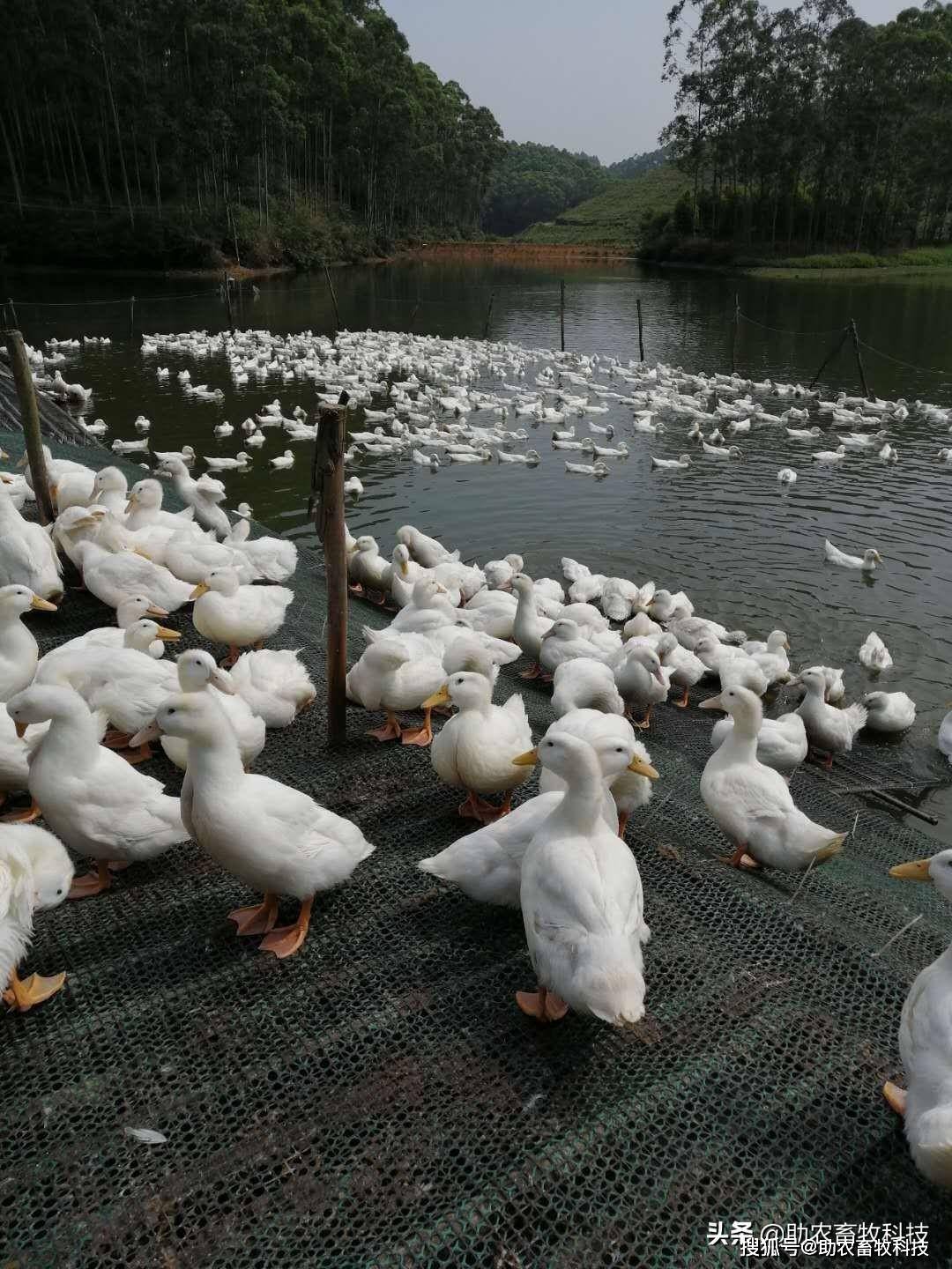 高密度樱桃谷鸭养殖场运用微生物技术后水体活爽不臭,鸭群健康,操作