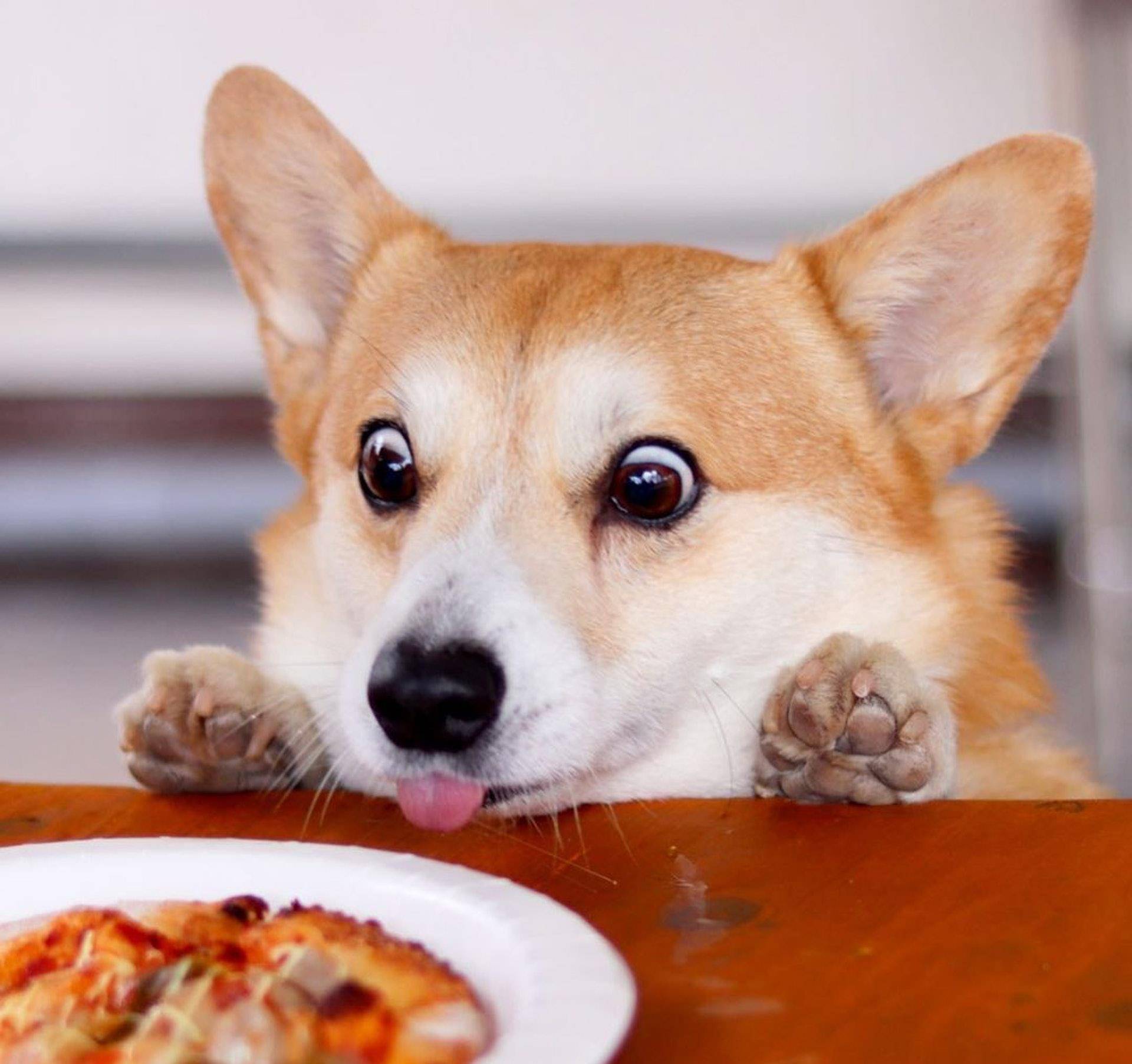 Gen|表情包柯基不敌病魔，5年来一直分享快乐！主人：开心送它离开