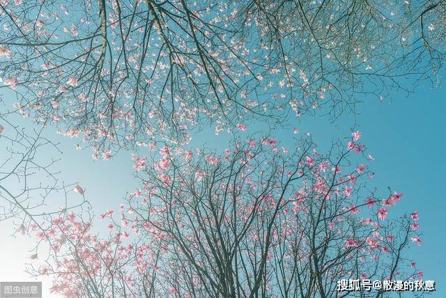 王维笔下的一朵花 寂寞地在辋川盛开了千年 读懂它需要悟性 辛夷