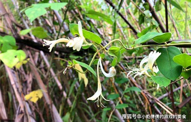 不是所有的花都有蜜 这8种蜂蜜根本不存在 遇到千万不要买 蜜源