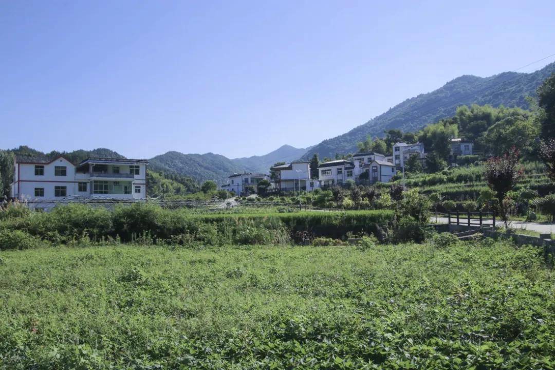 直播助农团一行16人,来到罗田县骆驼坳镇叶家圈村小香薯基地助力"乡村