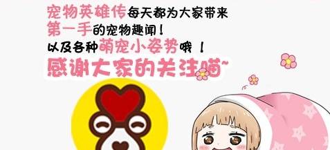 什么|二哈不断挑衅猛犬卡斯罗,旁边还有只柯基看热闹,结局出乎意料!