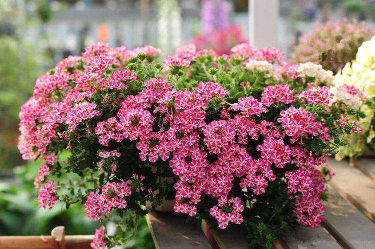 原创耐热又耐寒的"美女樱",养好就能全年开花,但要掌握这些小技巧