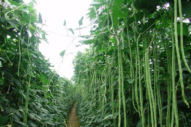 买点|立秋前遇上这菜别手软，1块1斤，多买点晒干囤起来，过立秋就少了