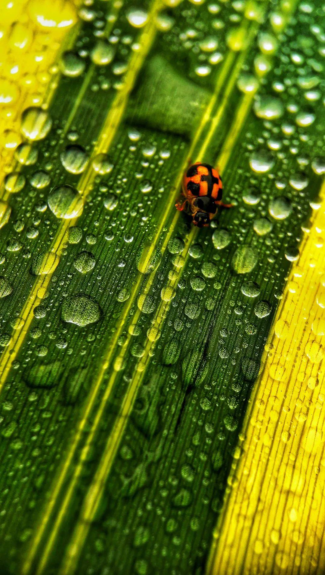 原创盛夏来看清凉图高原湿地绿野荷塘哪里是你下一个行摄地