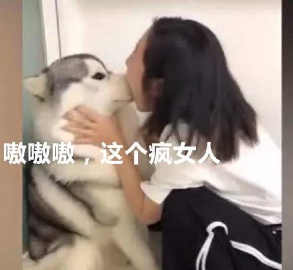 做法|二哈拆家主子管不了，女主人想奇招，二哈：这个疯女人告你骚扰！