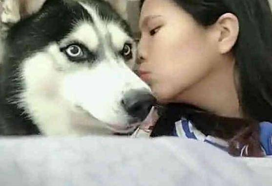 小姐姐突然偷親一口哈士奇, 二哈上去就是一巴掌, 狗狗: 呵呵女人 萌趣萌寵 第1张