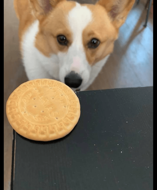 煎熬|只剩最后一个饼干了，柯基看到主人吃完后不敢相信：给我留点啊！