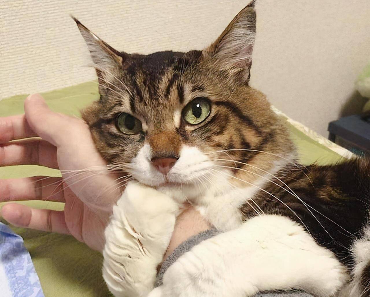 严重|狸花猫掉毛严重吗？狸花猫掉毛严重怎么办