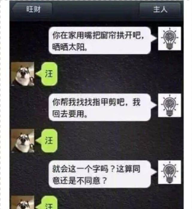 意思|如果哈士奇会发微信会怎样？哈哈不愧是二哈，有被笑到