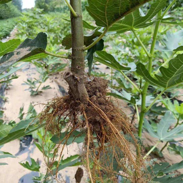 扦插无花果2种技巧15天生根成活果实累累甜又糯