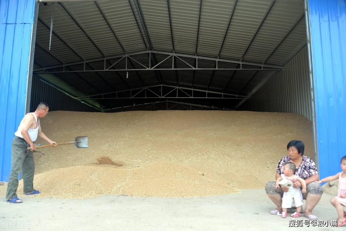 企业|2021年8月7日:小麦还能继续上涨吗?