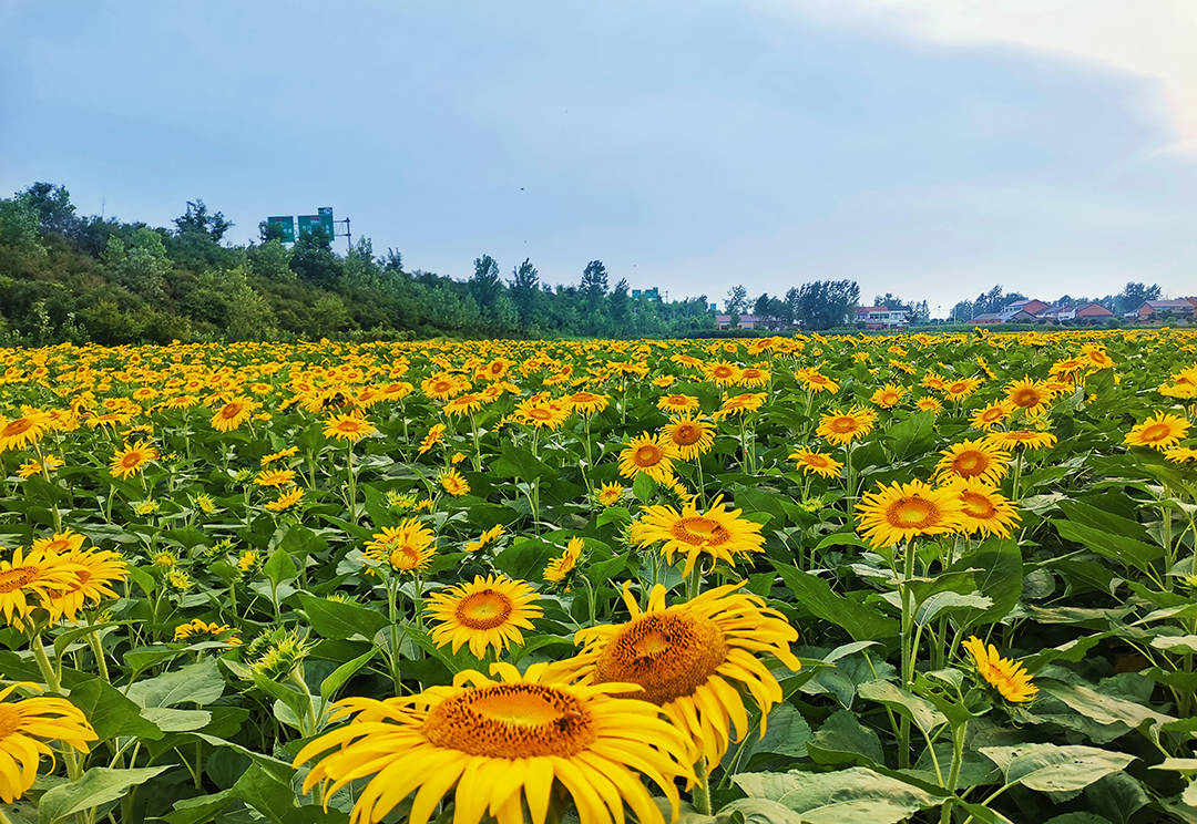 8月适合赏什么花 八月赏花去哪里 这些鲜艳又大方的鲜花都在八月盛开 随州