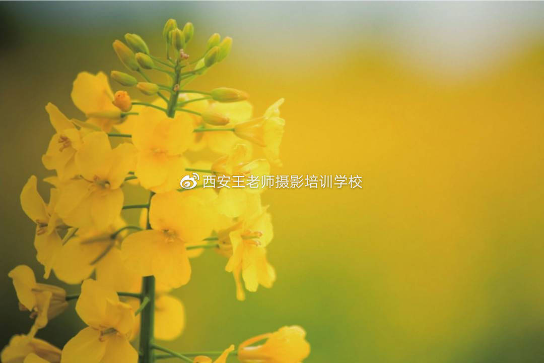 方法|常用构图之对比方法