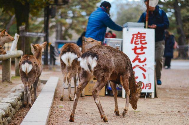 你试过被一堆梅花鹿围着吗，在日本这个地方就可以尝试