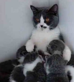 猫咪怎么样是生完了 7c13168a86bc43b29f8061e6f4adf5d6.jpeg