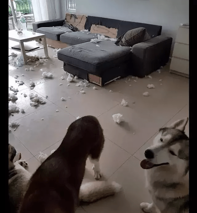 满地|替好友照顾的两只二哈,新买的沙发就此报废