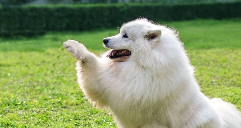 人气|盘点十大最受欢迎宠物狗，哈士奇人气颇高，第一名无人反驳