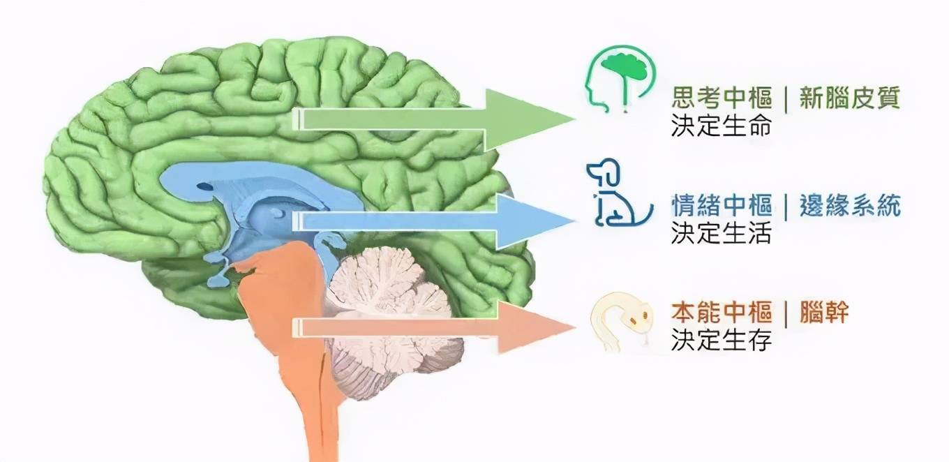 边缘系统|孩子为什么会有分离焦虑？