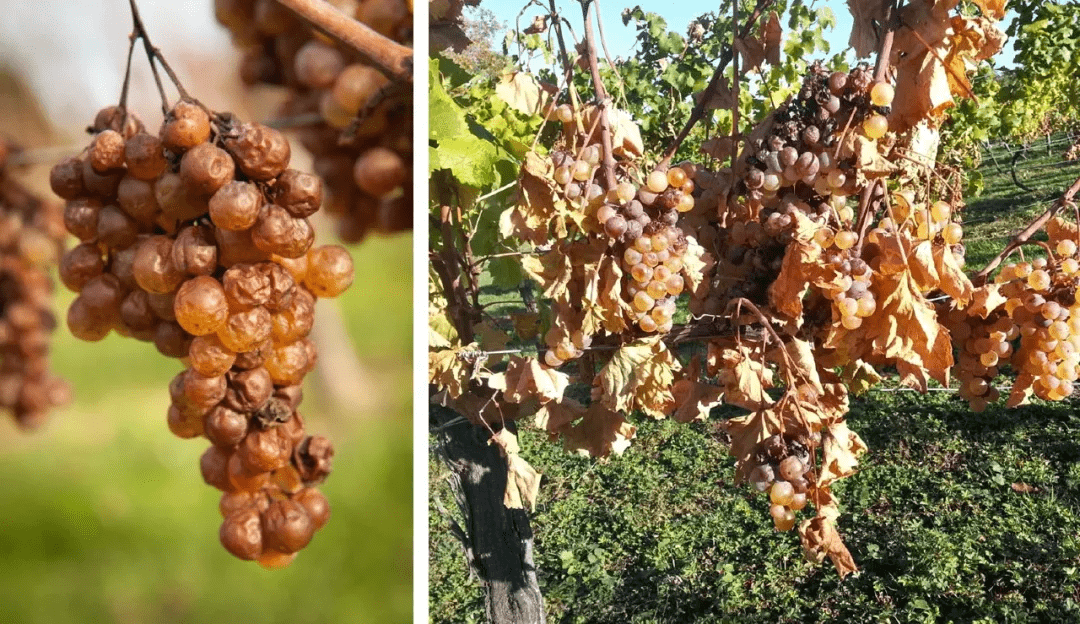 方法|别卡速：格鲁吉亚葡萄酒品酒师课程（十一）