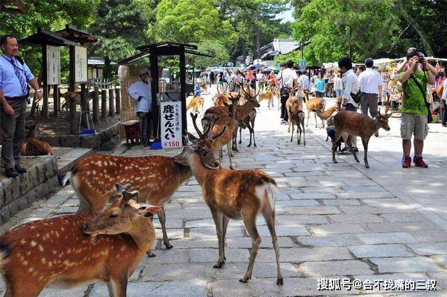 奈良东大寺出现一群梅花鹿 专门拦女孩讨吃的 不给就咬衣裙 姐姐