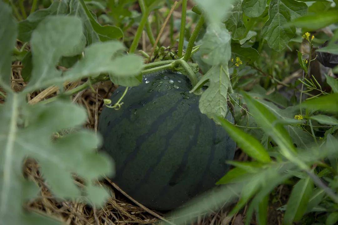 云和|立秋 | 暑热将褪 忽而入秋