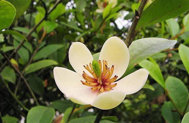 原创含笑花的美还有人不知,学会正确养护方法,盛开时满屋花香