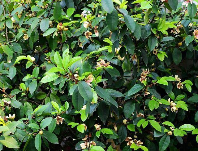 原创含笑花的美还有人不知,学会正确养护方法,盛开时满屋花香