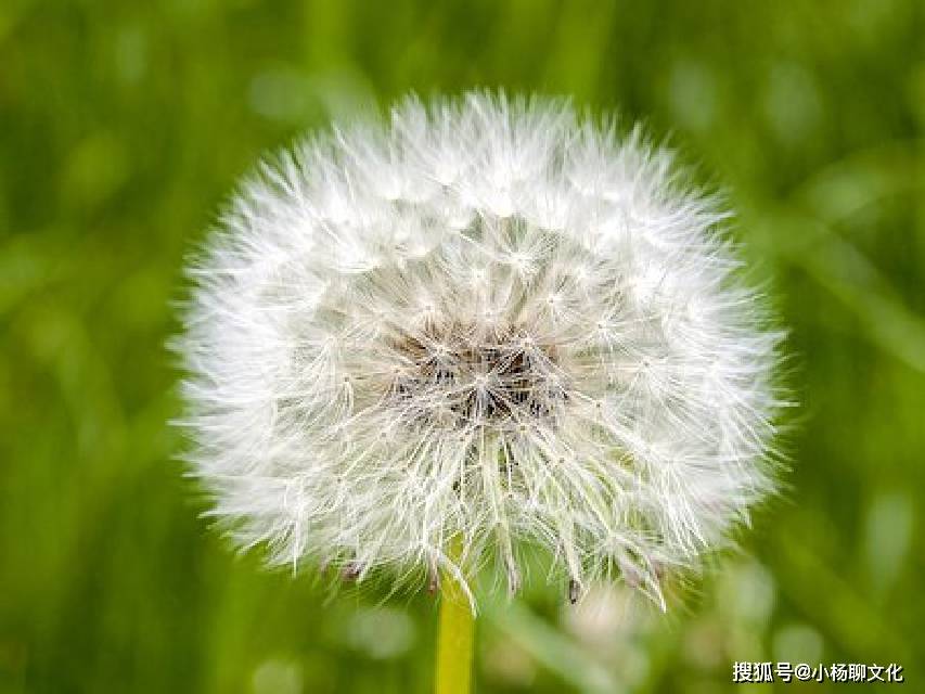 轻风的意思和寓意 1da7cb3b20e34192b8c3c3c51c5590fc.jpeg