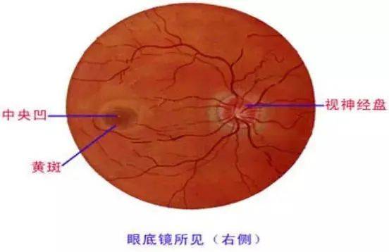 教你檢查黃斑狀況的方法