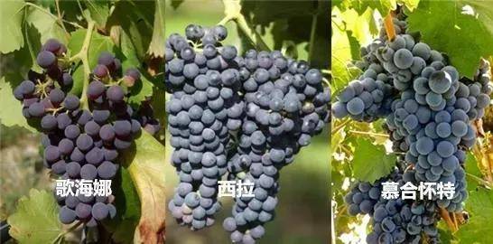 进行|混酿到底“混”的是什么，你真的清楚吗？
