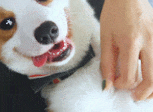 什么|“小短腿”柯基犬的几个优缺点，看完你还想养吗？