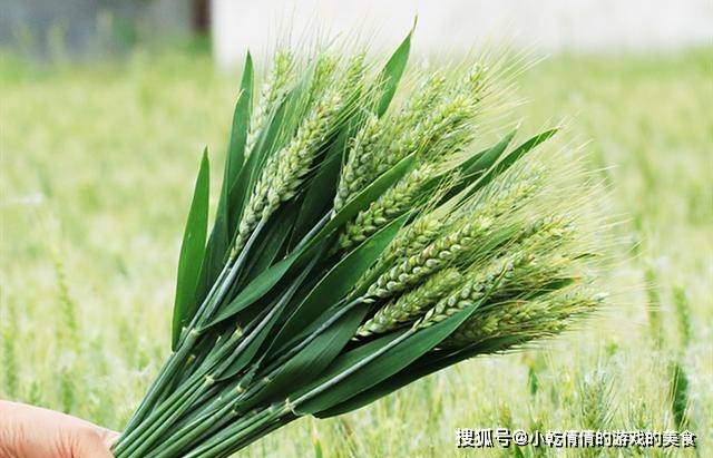 麦香|5月，又到烧麦穗吃的季节，这种童年的美食，你多久没吃了？