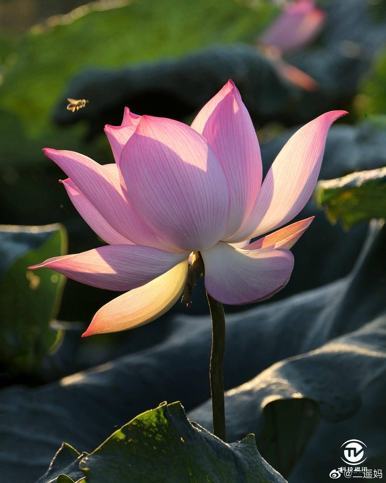 诗意荷花夏日佳作摄影作品征集活动获奖作品展映