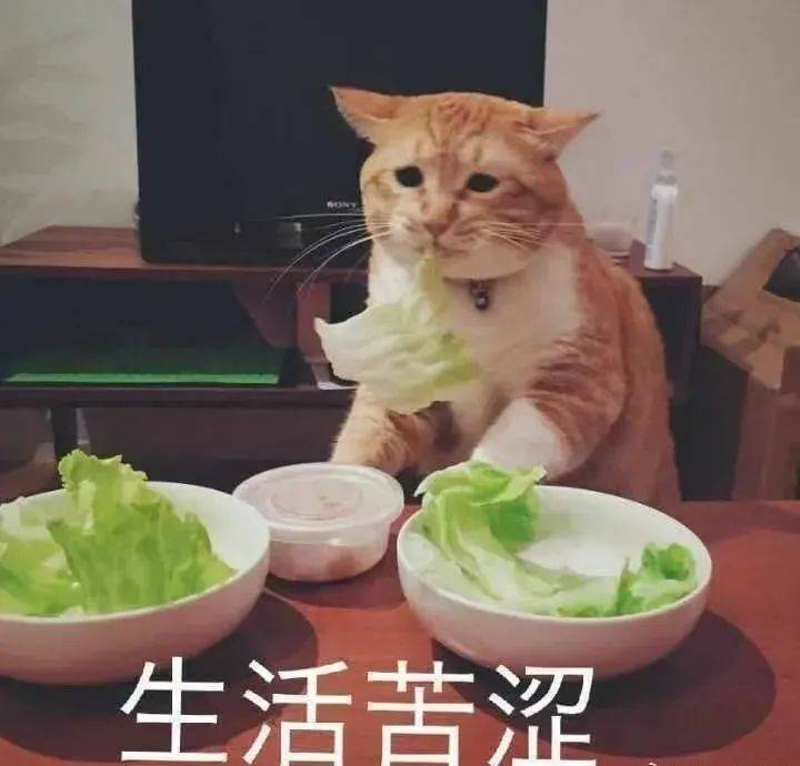 Kcal|轻食到底是不是智商税？吃了一个月后，我得出了结论