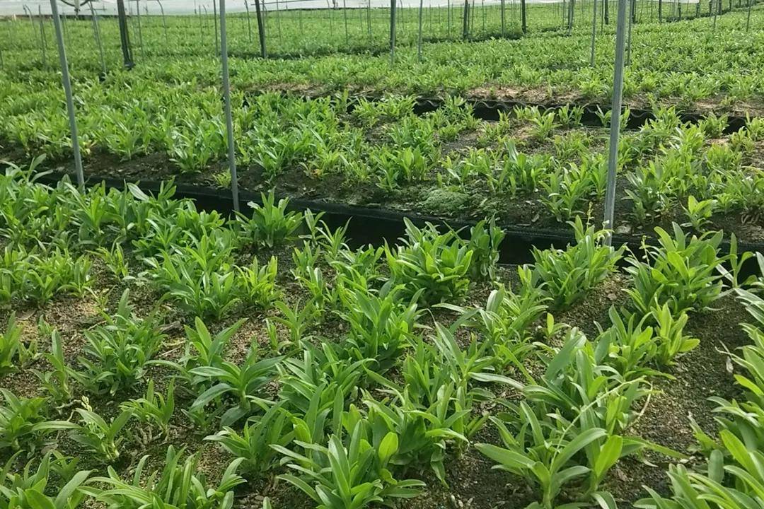 中草药种植基地 8a1df006ac2942f4a746e2eb082db603.jpeg