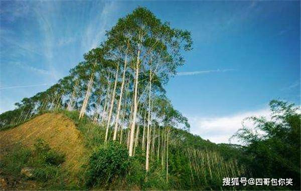 世界上最高的树，5年可长高10米，比美国巨杉树高出几十米