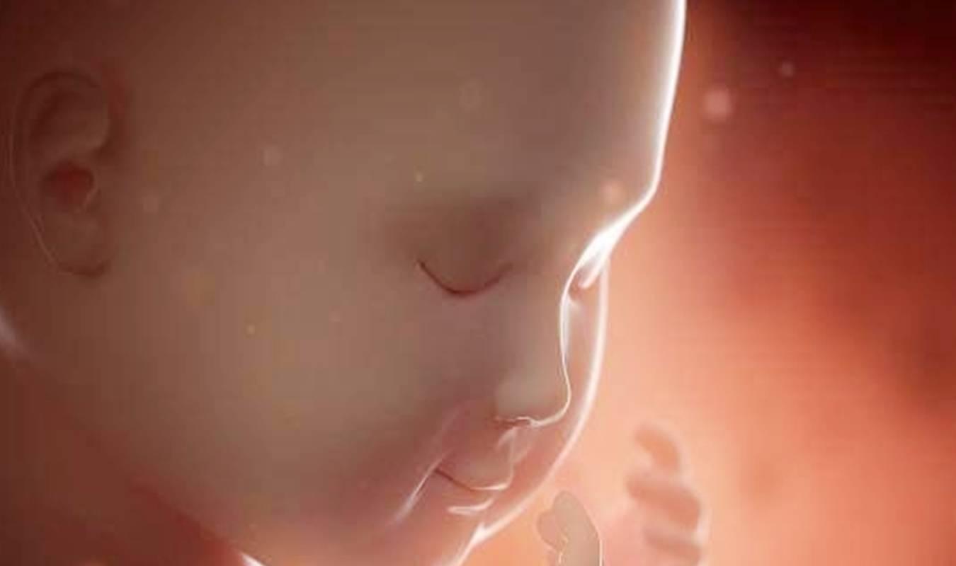 大脑|怀胎十月，智力发育在这3周是高峰期，不想娃输在起跑线就抓住了