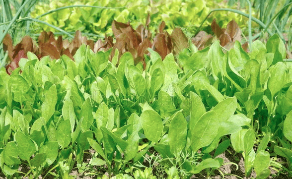 菠菜是什么季节生长的 3351faa0a35b4e9abf6ebfe5c2122a25.png
