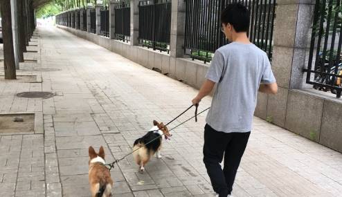 因为|世界上很难驯养的家犬，除了二哈，还有看上去特别呆萌可爱的它！