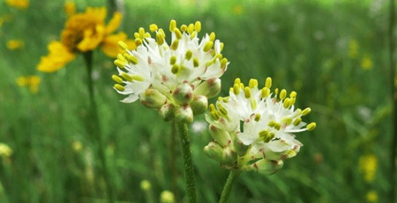研究人员在北美发现新食虫植物 靠虫媒传粉靠花诱捕昆虫 果蝇