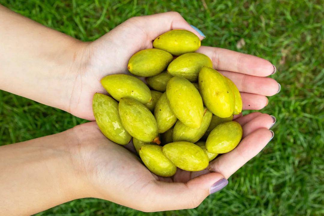 今夏的又一爆款霸气橄榄玉油柑油柑之王当属这一杯