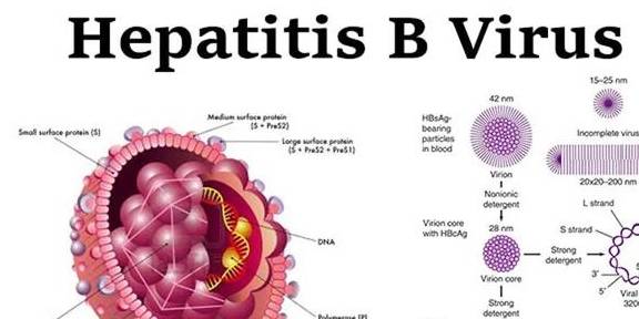 治疗|婚后发现婆家多人乙肝，爱人是大三阳，该怎么办？听听医生怎么说