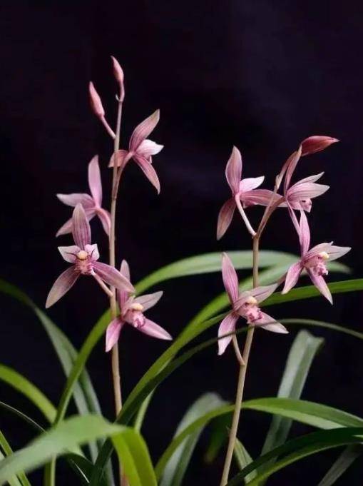 市长红可谓是纯纯正正的兰花花色迷人香味清新值得你入手