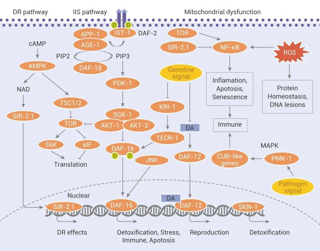 目前,已經確定了幾種衰老相關的關鍵信號通路,包括 insulin/igf-1