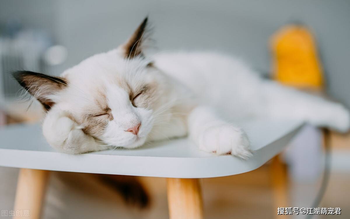 布偶猫有这几种睡姿，那就要恭喜你了，它性格很好_搜狐网